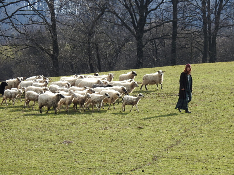 Prva jarna prechadzka z ovcami